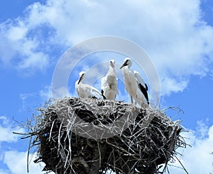 Nest of Storks photo
